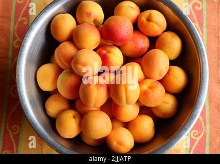 Wunderschöne, süße, goldorange Aprikosen in einer Schüssel, frisch gepflückt von einem Baum im Norden Kaliforniens Stockfoto