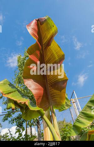 Vertikale Aufnahme eines Bananenbaums mit blauem Himmel Hintergrund - Ein neues Blatt wächst mit roter Farbe dahinter Stockfoto