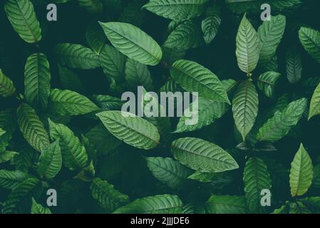 Natur grünes Blatt Hintergrund, Kratom Baum wächst auf dunklen Pflanzenbaum Kratom Blätter - Mitragyna speciosa korth Heilpflanzen Stockfoto