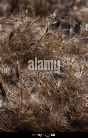 Trockenes Gras auf dunklem Hintergrund, dezente Pastelltöne, neutrale Farben, Schilfschicht, Schilfsamen. Beiges Schilfgras, Pampagras. Abstrakter natürlicher Hintergrund. Stockfoto