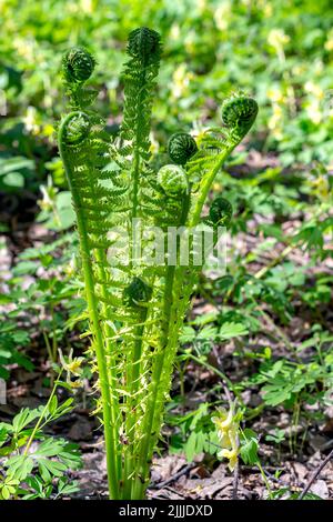 Junge grüne Triebe von Farnen. Waldlichtung. Pflanzen in der Natur, Frühling, Neues Leben, verschwommener Hintergrund. Farn sprießen im Frühling im Freien in Sonnenstrahlen Stockfoto