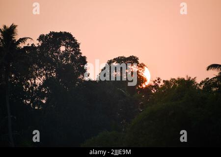 Die rote Sonne geht unter und die Sonne ist mit Blättern bedeckt. Stockfoto