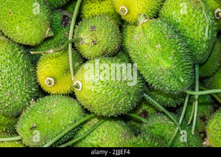 Frischer Bio-Teelöffel Kürbis aus der Nähe von Bauernhof aus verschiedenen Blickwinkeln Stockfoto