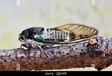 Lyric Cicada (Neotibicen lyricen) Seitenansicht auf einem Ast in Houston, TX. Die Art ist in Nordamerika heimisch. Makrobild mit Kopierbereich. Stockfoto