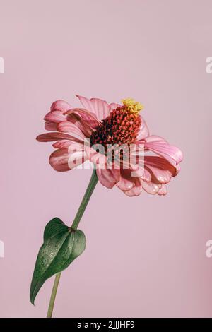 Schöne blühende rosa Gerbera Gänseblümchen Blume auf schwarzem Hintergrund. Nahaufnahme. Stockfoto