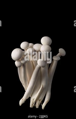 Frische Enoki Pilze auf schwarzem Hintergrund mit ausgewähltem Fokus. Stockfoto