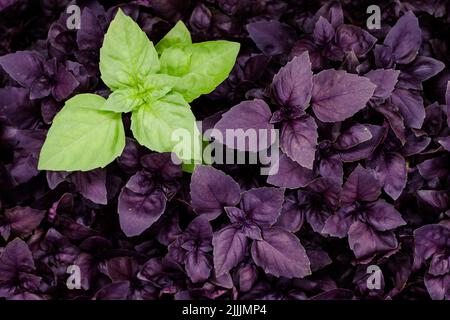 Lila und grüne Basilikanplantage. Frisches organisches grünes und purpurnes Basilikum wächst im Garten Draufsicht auf viele frische grüne und purpurrote Basilikumpflanze Stockfoto