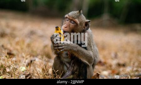 Eine Nahaufnahme einer Affenmutter mit ihrem Baby im Wald, das Bananen isst Stockfoto