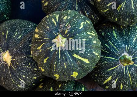 Frischer Bio-grüner Kürbis vom Bauernhof aus der Nähe aus verschiedenen Blickwinkeln Stockfoto