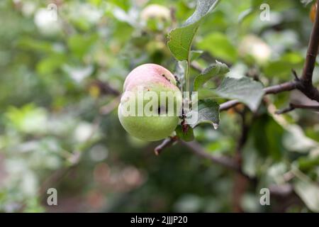 Ein grüner, wurmgefressen Apfel wiegt auf einem Baumzweig im Garten. Ein Apfel, der von der Krankheit betroffen ist, auf einem Ast eines Apfelbaums im Garten. A Sick s Stockfoto