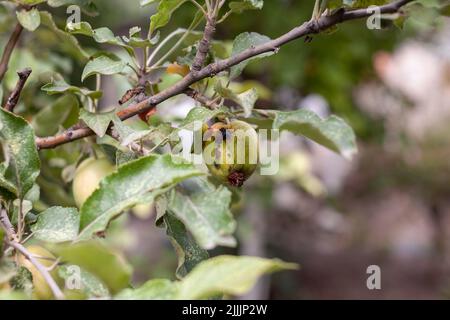 Ein grüner, wurmgefressen Apfel wiegt auf einem Baumzweig im Garten. Ein Apfel, der von der Krankheit betroffen ist, auf einem Ast eines Apfelbaums im Garten. A Sick s Stockfoto