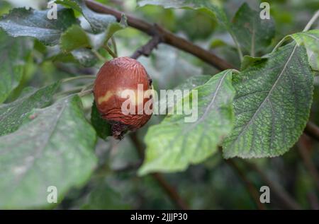 Ein grüner, wurmgefressen Apfel wiegt auf einem Baumzweig im Garten. Ein Apfel, der von der Krankheit betroffen ist, auf einem Ast eines Apfelbaums im Garten. A Sick s Stockfoto