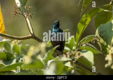 Miombo-Blauohr-Star/südlicher Blauohr-Glanzstar (Lamprotornis elisabeth) auf einem Zweig in Kalumbila, Sambia Stockfoto