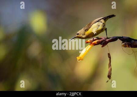 Variabler Sonnenvögel oder gelbbauchiger Sonnenvögel, Cinnyris venustus, thront auf einer Blume in Kalumbila, Sambia. Stockfoto