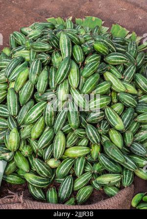 Frischer Bio Spitzkürbis vom Bauernhof aus der Nähe aus verschiedenen Blickwinkeln Stockfoto