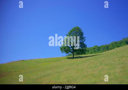 Ein Baum auf einem Hügel von Montenegro (Hintergrund und Vordergrund verschwommen) Stockfoto