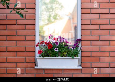 Blumen in einer Schachtel auf der Fensterbank eines Wohnhauses. Ein rotes Backsteinhaus. Ein Fenster in einer roten Ziegelwand mit Topfblumen auf der Außenschwelle. Stockfoto