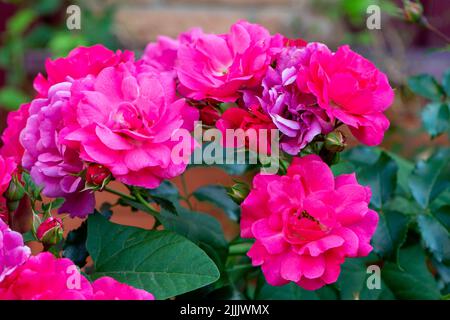 Rosen floribunda leuchtend rosa rote Blüten in Gartenrasen. Ein Bett mit schönen blühenden Rosen in einem Garten. Nahaufnahme Stockfoto