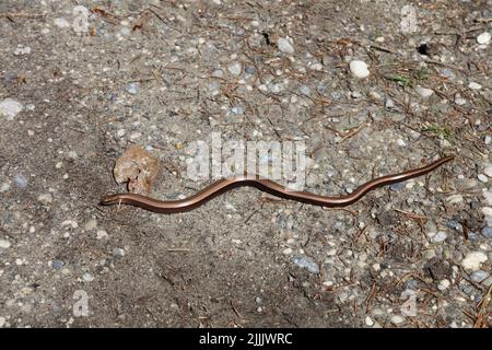 Westliche Blindschleiche / langsamer Wurm / Anguis fragilis Stockfoto