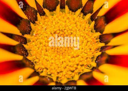 Zentraler Teil einer Gänseblümchen aus Gazania eine Gattung blühender Pflanzen aus der Familie der Asteraceae, die im südlichen Afrika beheimatet ist. Stockfoto