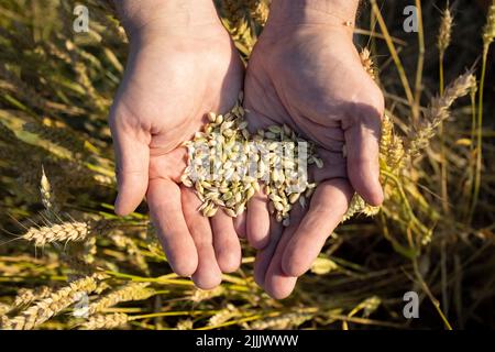 Nahaufnahme die Hände des Bauern halten eine Handvoll Weizenkörner, Roggen. Stockfoto