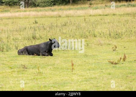 Großer schwarzer Bulle, der während der Sommermonate auf seiner Weide sitzt Stockfoto
