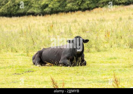 Großer schwarzer Bulle, der während der Sommermonate auf seiner Weide sitzt Stockfoto