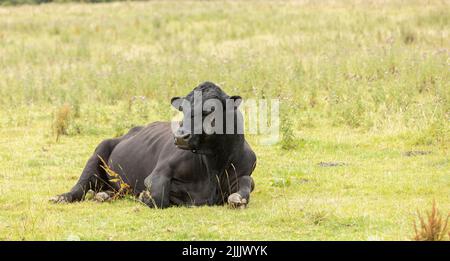 Großer schwarzer Bulle, der während der Sommermonate auf seiner Weide sitzt Stockfoto