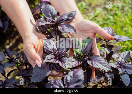 Eine weibliche Hand eines Bauern, die in einem Gartenbett ein purpurnes Basilikum anhält. Konzept für die Ernte gesunder Lebensmittel Stockfoto