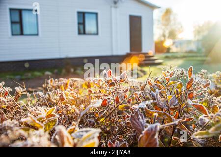 An einem frostigen Herbstmorgen sind die Bush-Blätter mit Reif bedeckt. Sonnenblendung einer hellen Sonne. Stockfoto