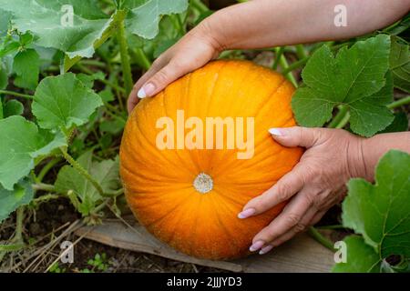 Die weiblichen Hände des Bauern sorgen für reife Kürbisse im Gartenbeet. Konzept für die Ernte gesunder Lebensmittel Stockfoto