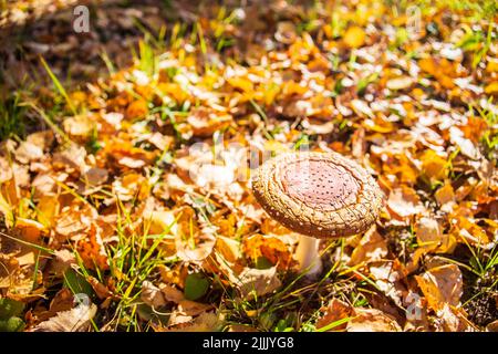 Alte Fliege agarisch Nahaufnahme zwischen orangen Herbstblättern im Wald Stockfoto