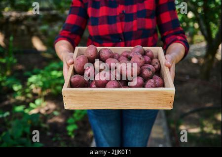 Nahaufnahme eines Familienhabers, der eine Holzkiste geernteter organisch gegrabener Kartoffeln hält, die auf dem lokalen Bauernmarkt verkauft werden. Stockfoto
