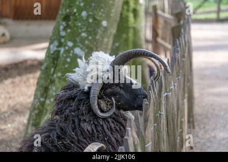 Nahaufnahme eines Jacob-Schafes hinter einem Holzzaun im Tierpark Stadt Zoo in Haag, Österreich Stockfoto