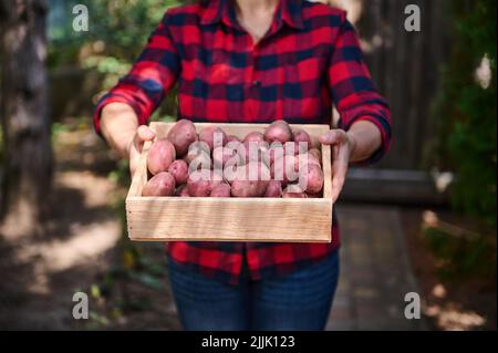 Nahaufnahme einer Frau in einem roten karierten Hemd mit einer Holzkiste mit geernteten Bio-Kartoffeln, die in einem Sommerhaus angebaut werden Stockfoto
