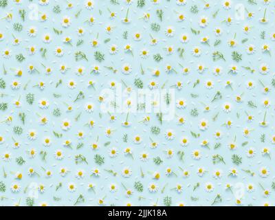 Nahtloses Blumenmuster aus Kamillenblüten, Blattknospen und Blütenblättern auf blauem Hintergrund Draufsicht flach liegend Stockfoto