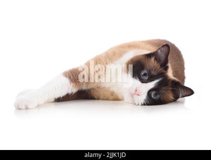 Entspannte Schneeschuhkatze, isoliert auf weißem Hintergrund liegend und zur Kamera schauend Stockfoto