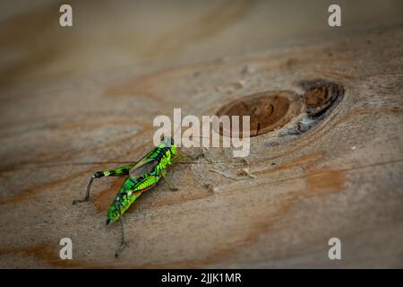 Grüne Bergheuschrecke, Alpine Bergheuschrecke (Miramella alpina), auf einem Baumstamm Stockfoto