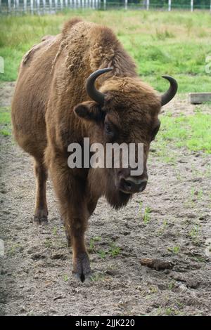 Ein junger Bison in einem Gehege in Beloweschskaja Puschtscha. Spaziergänge um die Voliere. Stockfoto