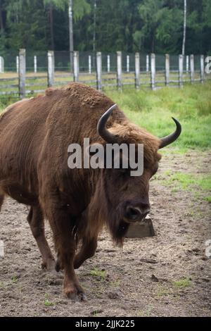 Ein junger Bison in einem Gehege in Beloweschskaja Puschtscha. Spaziergänge um die Voliere. Stockfoto