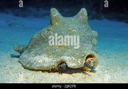 Königin Muschel oder Muschel (Strombus gigas) auf sandigen Meeresboden, Curacao, Niederländische Antillen, Karibik Stockfoto