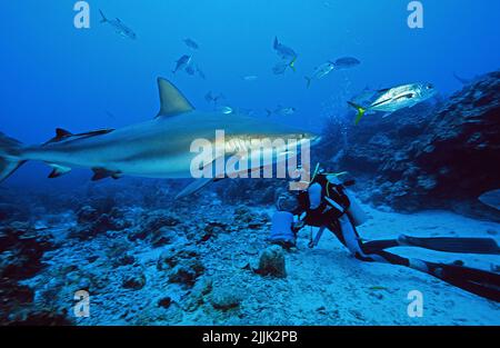 Karibische Riffhaie (Carcharhinus perezi), Bahamas, Karibik, Atlantik Stockfoto