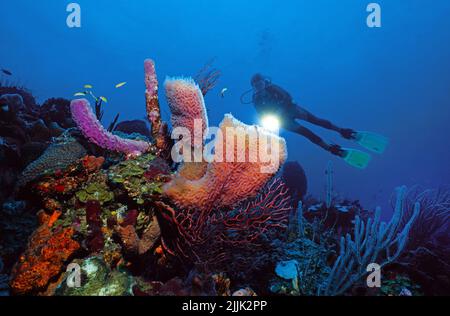 Taucher an einem Azure Vase Sponge (Callyspongia plicifera), karibischem Korallenriff, Saba, Niederländischen Antillen, Karibik Stockfoto