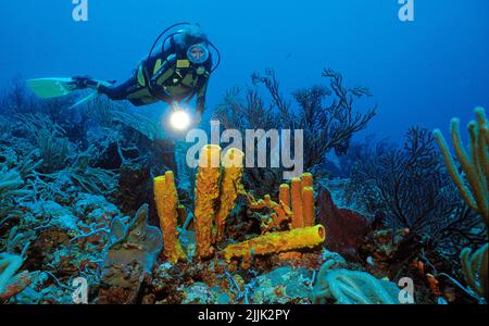 Taucher schaut auf einen Ofenrohrschwamm (Aplysina archeri) in einem karibischen Korallenriff, Curacao, Niederländische Antillen, Karibik Stockfoto