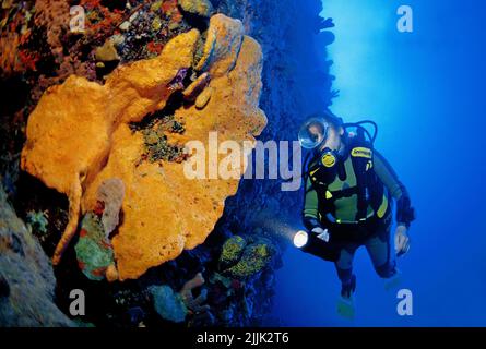 Taucher sehen den großen Orange Elephant Ear Sponge (Agelas Clathrodes) in einem karibischen Korallenriff, Saba, Niederländische Antillen, Karibik Stockfoto