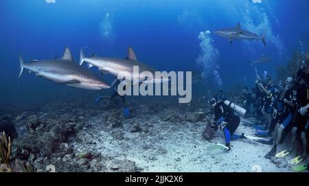 Karibische Riffhaie (Carcharhinus perezi) und Taucher bei einer Haifütterung, Roatan, Bay Islands, Honduras, Karibik Stockfoto