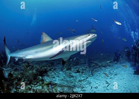 Caribbean Reef Shark (Carcharhinus perezi) und Taucher bei einer Haifütterung, Roatan, Bay Islands, Honduras, Karibik Stockfoto