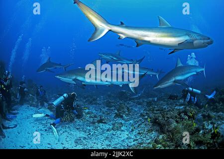 Karibische Riffhaie (Carcharhinus perezi) und Taucher bei einer Haifütterung, Roatan, Bay Islands, Honduras, Karibik Stockfoto