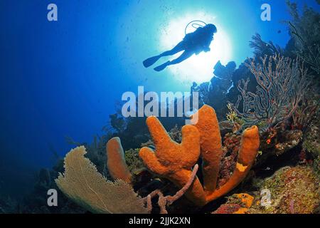 Taucher schaut auf einen Ofenrohrschwamm (Aplysina archeri) in einem karibischen Korallenriff, Curacao, Niederländische Antillen, Karibik Stockfoto