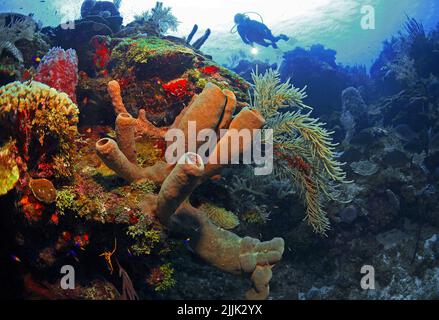 Taucher schaut auf einen Ofenrohrschwamm (Aplysina archeri) in einem karibischen Korallenriff, Curacao, Niederländische Antillen, Karibik Stockfoto